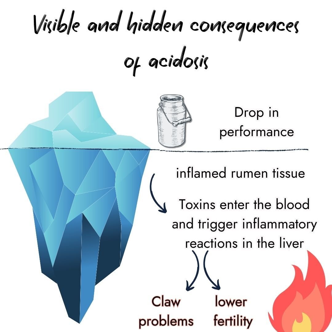 Iceberg graphic on acidosis in cows. Above water: drop in performance (milk can). Below water: inflamed rumen tissue, toxins in blood, liver inflammation, claw problems, and lower fertility