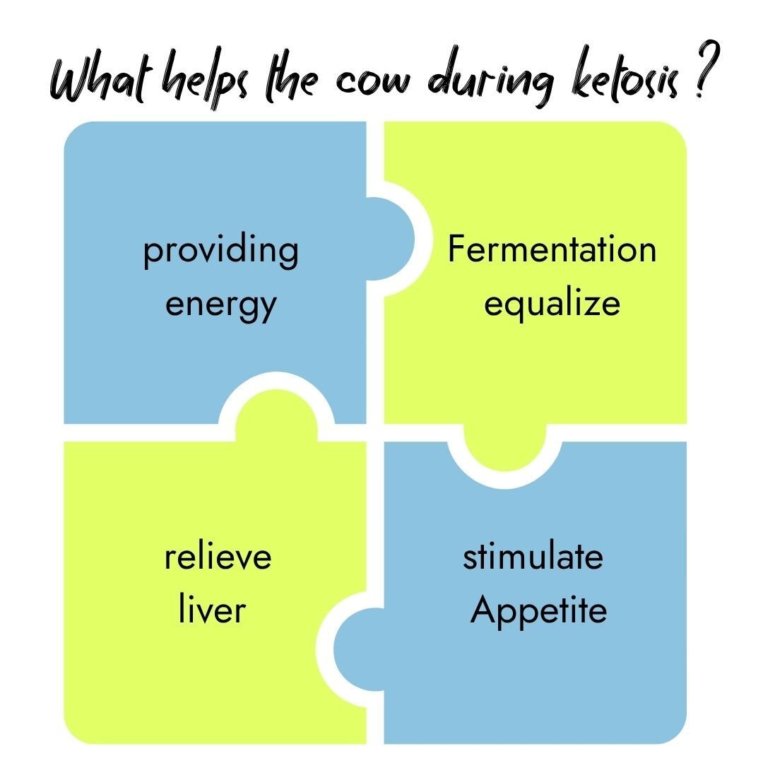 Puzzle graphic showing what helps cows during ketosis: providing energy, fermentation equalize, relieve liver, and stimulate appetite.