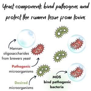 Infographic explaining how yeast components protect the rumen. It shows Mannan-oligosaccharides (MOS) from brewers yeast enclosing and binding red pathogenic microorganisms while leaving green desired microorganisms unaffected.