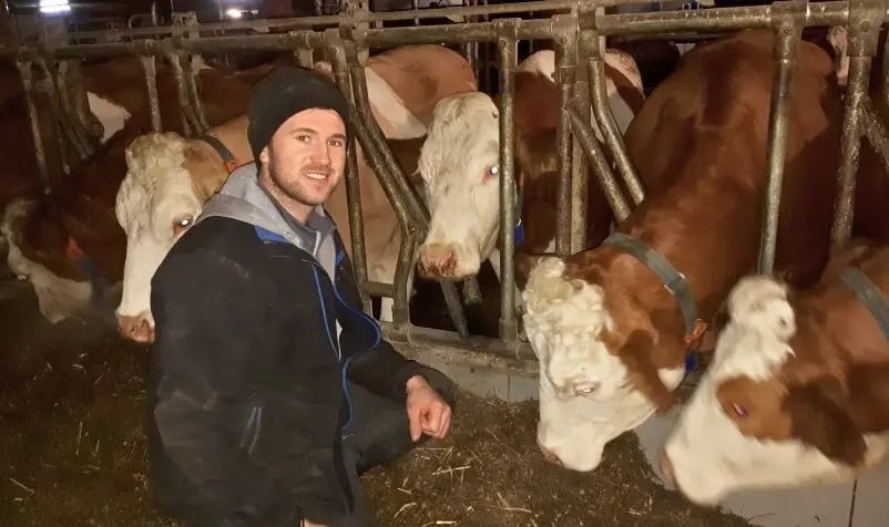 Peter Plank im Stall bei seinen Fleckvieh-Kühen. Erfolgreicher CalciumBolus Einsatz zur Milchfieberprophylaxe.