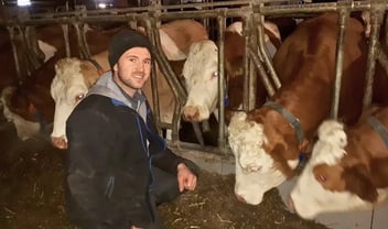 Peter Plank im Stall bei seinen Fleckvieh-Kühen. Erfolgreicher CalciumBolus Einsatz zur Milchfieberprophylaxe.
