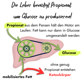 Eine Infografik veranschaulicht den Stoffwechsel in der Leber: Propionat wird benötigt, um mobilisiertes Fett in Glucose umzuwandeln. Fehlt Propionat, entstehen stattdessen Ketonkörper.