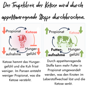 Eine Infografik erklärt, wie der Teufelskreis der Ketose bei Milchkühen durch appetitanregende Stoffe durchbrochen werden kann, indem diese die Futteraufnahme und die Propionatbildung steigern.