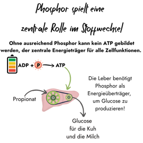 Eine Infografik erklärt die zentrale Rolle von Phosphor im Stoffwechsel: Es wird zur Bildung des Energieträgers ATP benötigt, den die Leber als Energieüberträger braucht, um aus Propionat Glucose für die Kuh und die Milch zu produzieren.