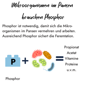 Eine Infografik zeigt, dass Mikroorganismen im Pansen Phosphor benötigen, um sich zu vermehren und ihre Arbeit zu leisten. Ausreichend Phosphor sichert die Fermentation und ermöglicht die Bildung wichtiger Stoffe wie Propionat, Acetat, Vitaminen und Proteinen.