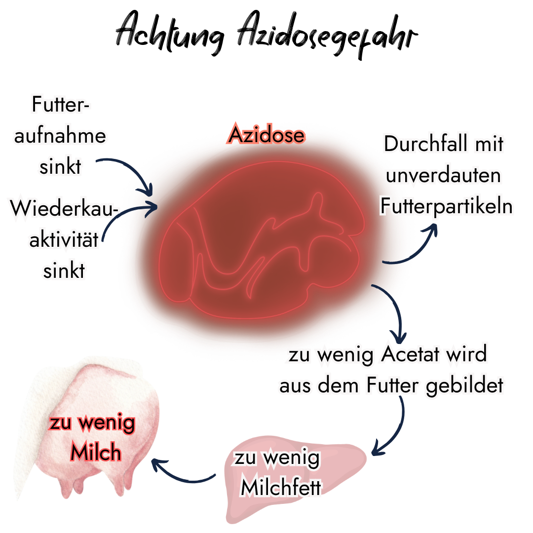 Infografik von PerformaNat zum Stoffwechsel bei einer Azidose bei Kühen. Das Schaubild zeigt die Folgen im Kreislauf: sinkende Futteraufnahme und Wiederkauaktivität führen zu Azidose, Durchfall, verringerter Acetatbildung, weniger Milchfett und letztlich zu wenig Milch.