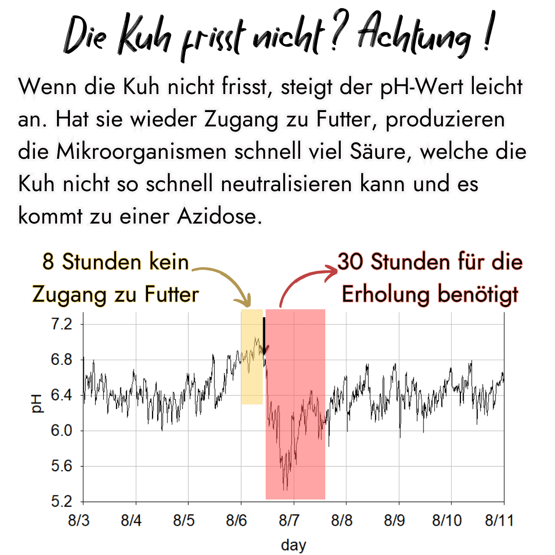 Infografik von PerformaNat zum Pansen-pH-Wert bei einer Kuh. Ein Liniendiagramm zeigt, wie nach 8 Stunden ohne Futter der pH-Wert bei erneuter Futteraufnahme rasant absinkt (Azidose) und 30 Stunden Erholung benötigt.