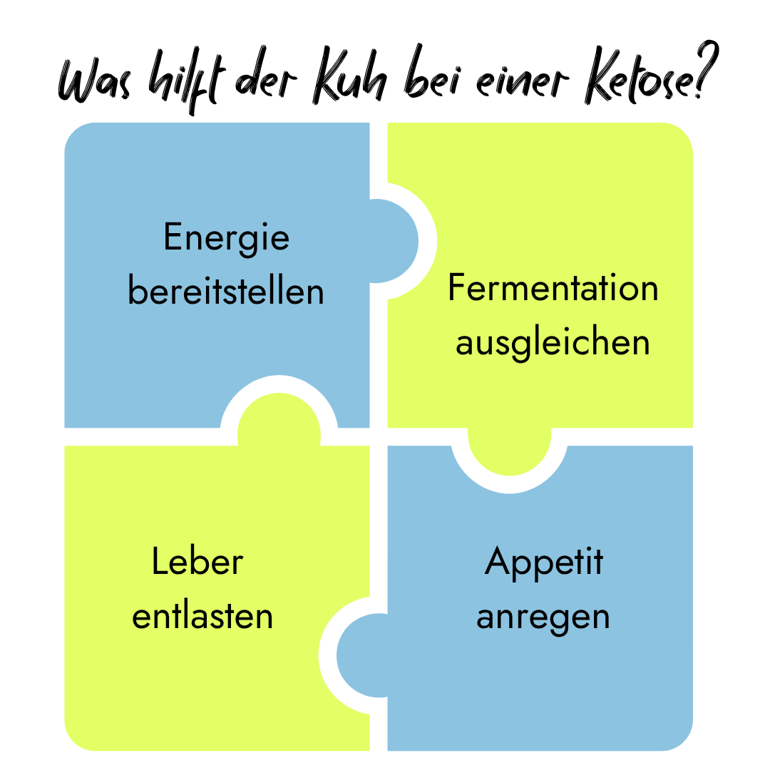 Infografik von PerformaNat zur Behandlung von Ketose bei der Kuh. Ein vierteiliges Puzzle zeigt die Ansätze: Energie bereitstellen, Fermentation ausgleichen, Leber entlasten und Appetit anregen.