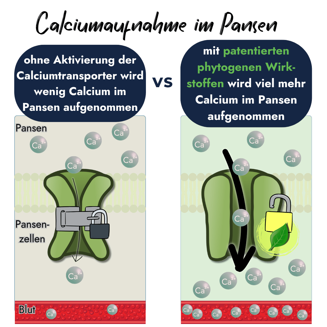 Grafik zur Calciumaufnahme im Pansen: Patentierte phytogene Wirkstoffe von PerformaNat öffnen die Transportkanäle effektiv.