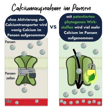 Grafik zur Calciumaufnahme im Pansen: Patentierte phytogene Wirkstoffe von PerformaNat öffnen die Transportkanäle effektiv.