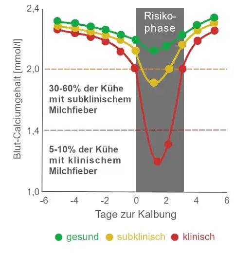 Ein Diagramm zeigt den Blut-Calciumgehalt von Kühen zur Kalbung und veranschaulicht die Risikophase für Milchfieber.