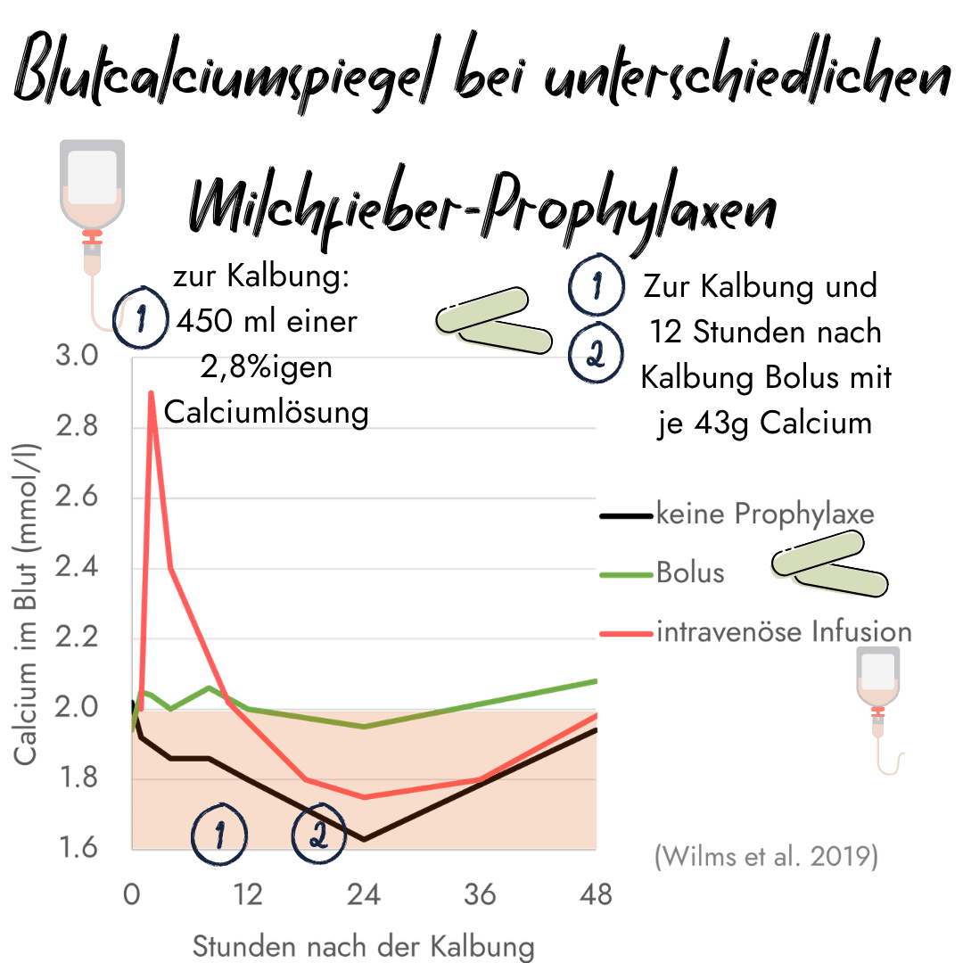 Ein Diagramm vergleicht den Verlauf des Blutcalciumspiegels bei unterschiedlichen Milchfieber-Prophylaxen wie Calciumbolus und intravenöse Infusion.