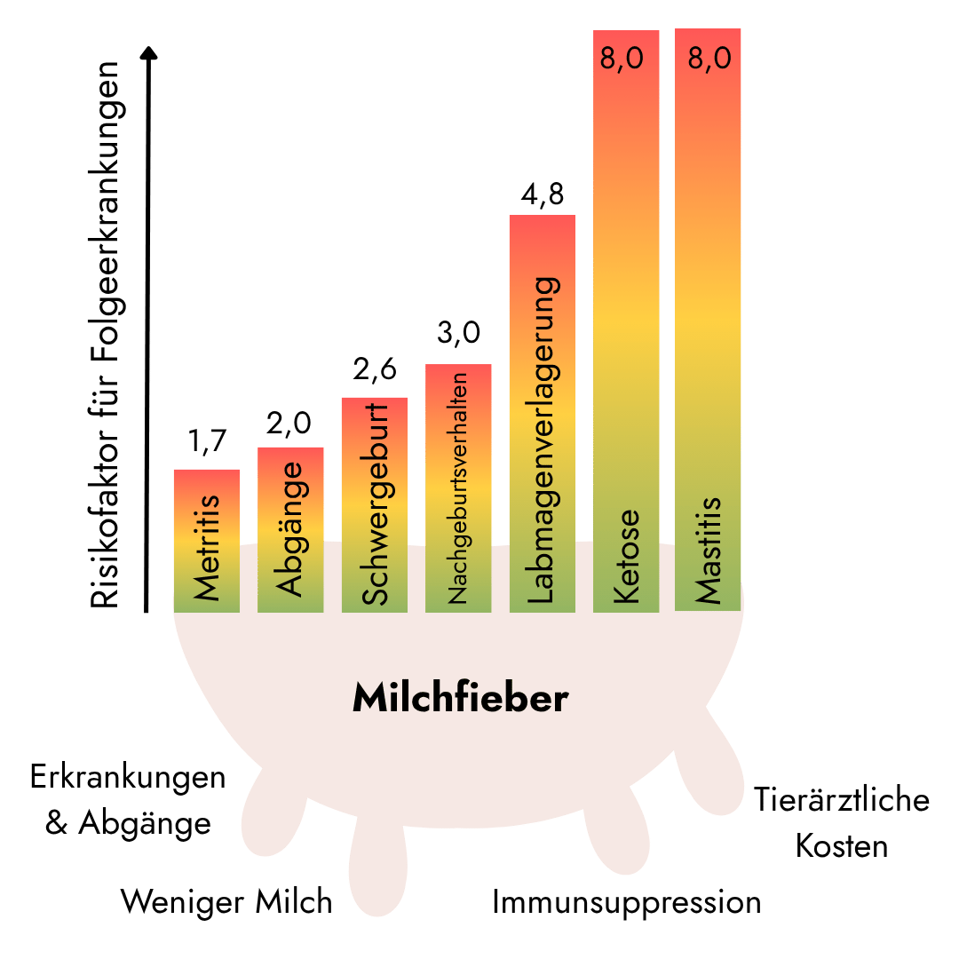 Ein Diagramm veranschaulicht das erhöhte Risiko für Folgeerkrankungen wie Ketose oder Mastitis infolge von Milchfieber.