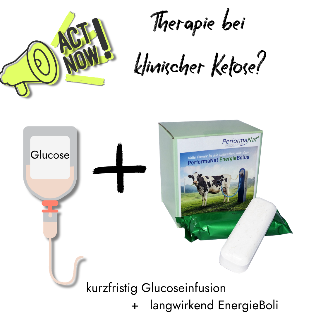 Infografik von PerformaNat zum möglicher Behandlung einer akkuten Ketose bei Kühen. Die linke Seite zeigt eine Glucose-Infusion mit einem 'Act Now!'-Megafon, die rechte Seite zeigt die Produktbox und einen PerformaNat EnergieBolus.
