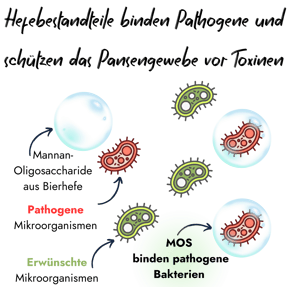 Infografik von PerformaNat zur Wirkung von Lebendhefen. Das Schaubild zeigt, wie durch Hefen gebildete Mannan-Oligosaccharide pathogene, rote Bakterien in Blasen einschließen und binden, während erwünschte, grüne Bakterien frei bleiben.