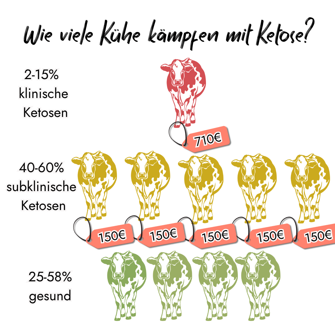 Eine Infografik veranschaulicht die Häufigkeit und Kosten der Ketose bei Kühen: 2 bis 15 Prozent leiden an klinischer Ketose (710 Euro Kosten), 40 bis 60 Prozent an subklinischer Ketose (150 Euro) und 25 bis 58 Prozent sind gesund.