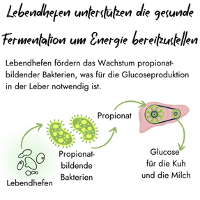 Eine Infografik veranschaulicht, wie Lebendhefen eine gesunde Fermentation fördern, indem sie propionatbildende Bakterien begünstigen, die wiederum die Glucoseproduktion in der Leber unterstützen.