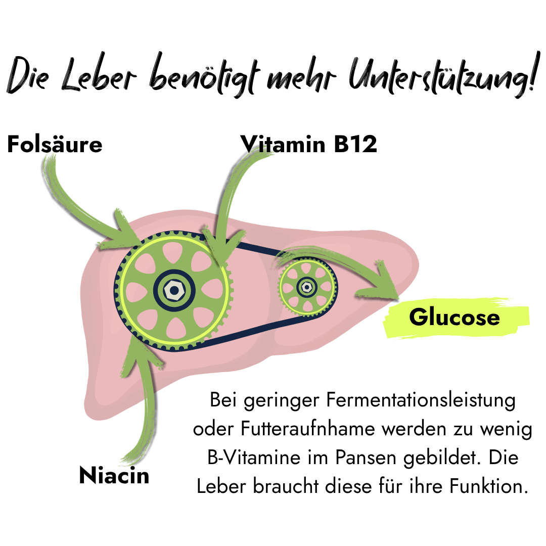 Eine Infografik zeigt eine Leber mit Zahnrädern: Folsäure, Vitamin B12 und Niacin unterstützen die Glucoseproduktion. Ein Text erklärt, dass bei geringer Futteraufnahme zu wenig B-Vitamine im Pansen gebildet werden, die Leber diese aber für ihre Funktion benötigt.