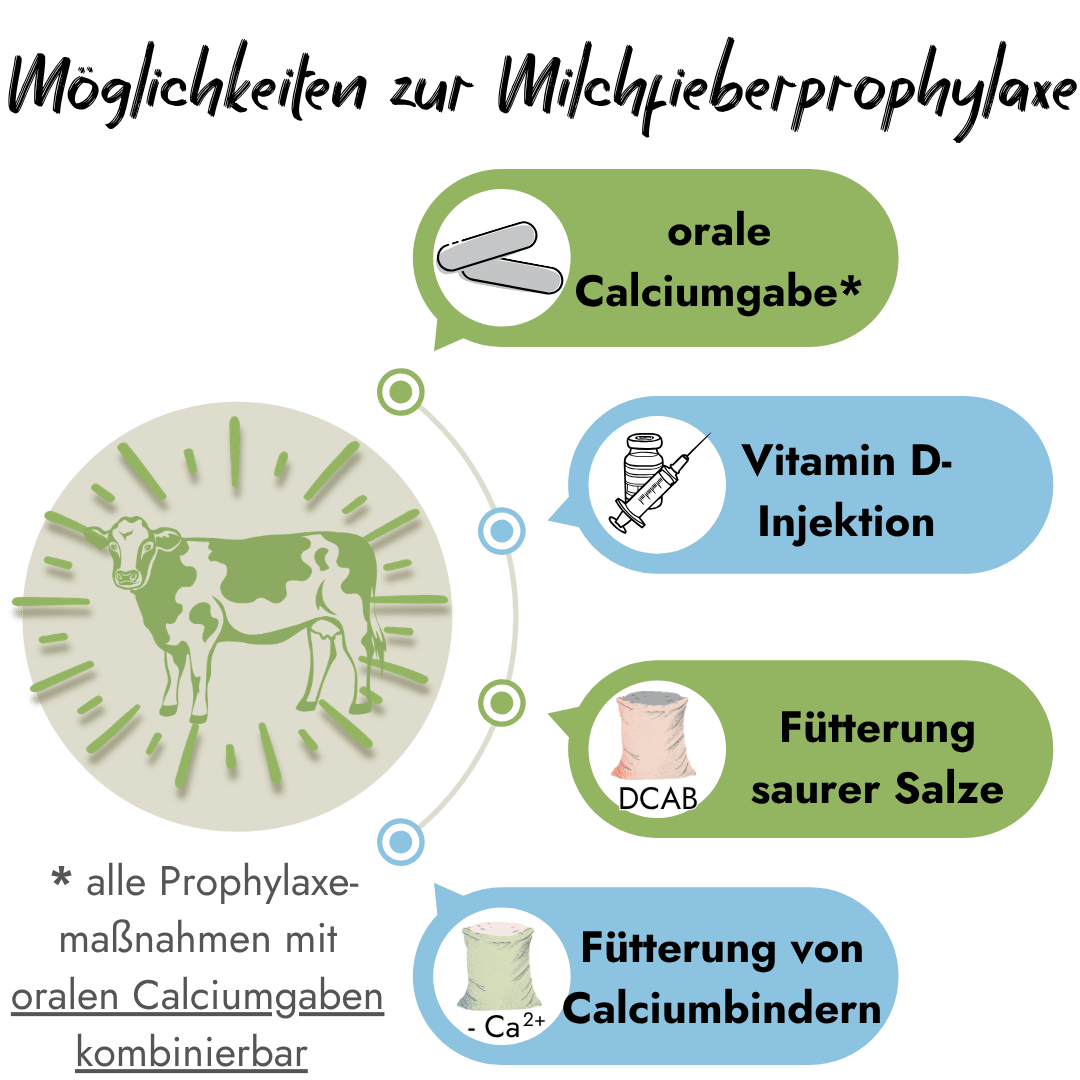 Eine Infografik zeigt vier Möglichkeiten zur Milchfieberprophylaxe bei Kühen: orale Calciumgabe, Vitamin D-Injektion, Fütterung saurer Salze und Calciumbinder.