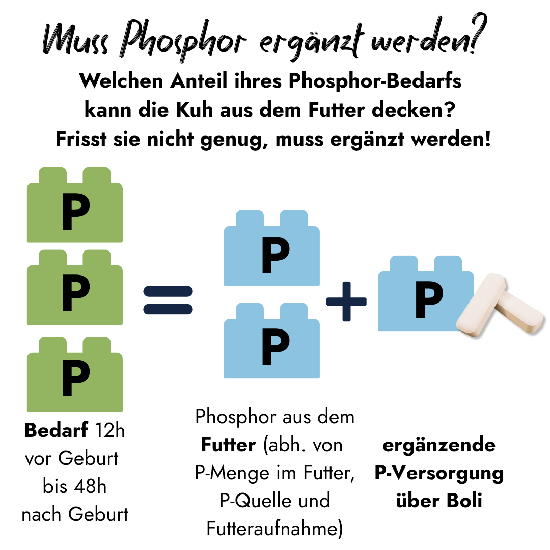 Eine Infografik veranschaulicht mit Bausteinen den Phosphorbedarf der Kuh rund um die Geburt: Reicht der Anteil an Phosphor aus dem Futter nicht aus, um den Gesamtbedarf zu decken, muss die fehlende Menge durch eine ergänzende Versorgung über Boli ausgeglichen werden.