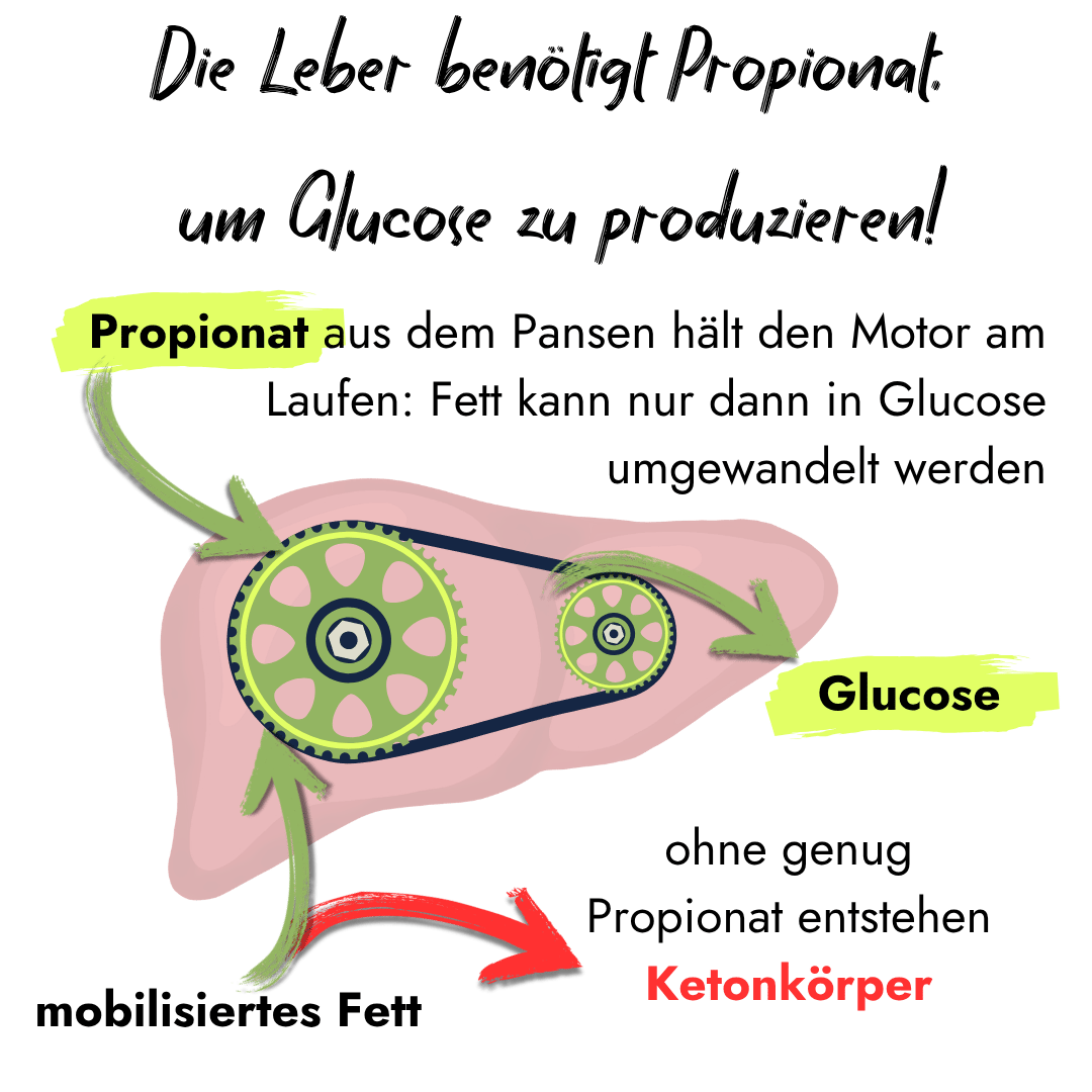 Infografik von PerformaNat zum Leberstoffwechsel beim Rind. Ein Zahnrad-Modell auf einer Leber zeigt die Umwandlung von Propionat zu Glucose und den Abzweig zu Ketonkörpern bei Stoffwechselbelastung.