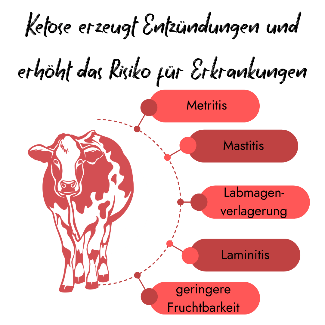 Infografik von PerformaNat zu Folgeerkrankungen von Ketose bei der Kuh. Ein rotes Kuh-Symbol listet Risiken wie Metritis, Mastitis, Labmagenverlagerung, Laminitis und geringere Fruchtbarkeit auf.