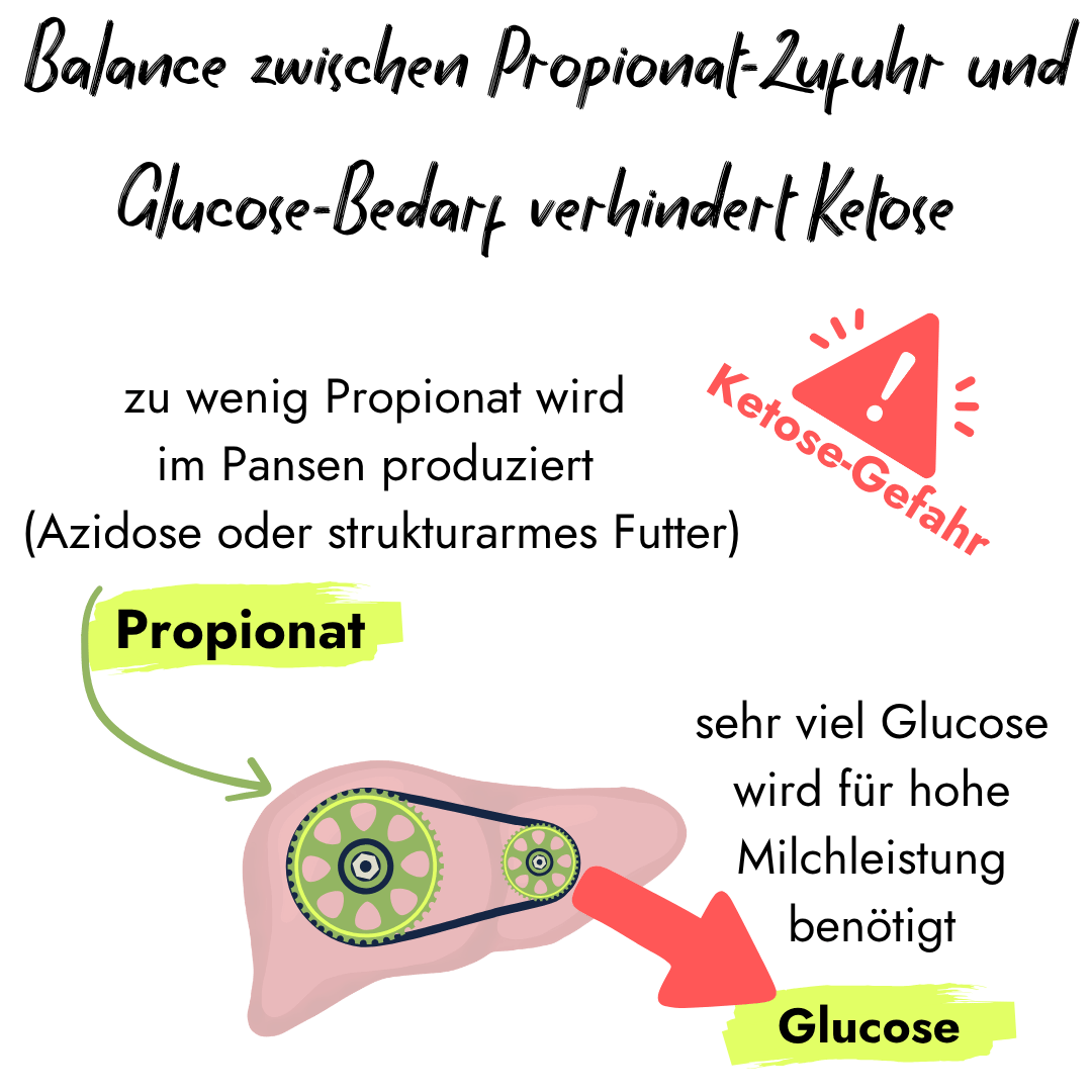 Infografik von PerformaNat zur Ketose-Prophylaxe bei Kühen. Ein Schaubild der Leber mit Zahnrädern verdeutlicht, wie ein Mangel an Propionat im Pansen bei gleichzeitig hohem Glucose-Bedarf zur Ketose-Gefahr führt.