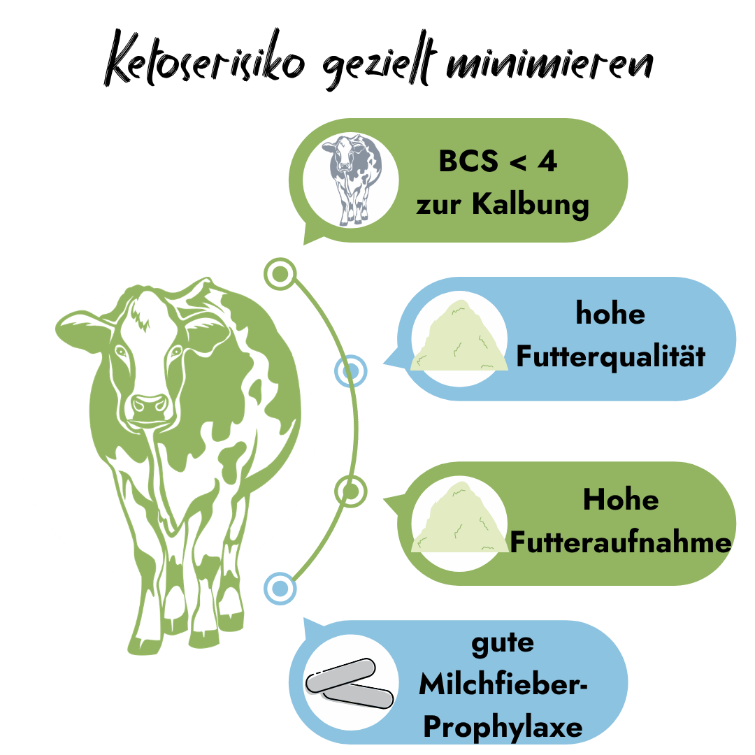 Infografik von PerformaNat zur Vorbereitung der Kuh auf die Kalbung. Ein grünes Kuh-Symbol zeigt vier Erfolgsfaktoren: BCS unter 4, hohe Futterqualität, hohe Futteraufnahme und eine gute Milchfieber-Prophylaxe.