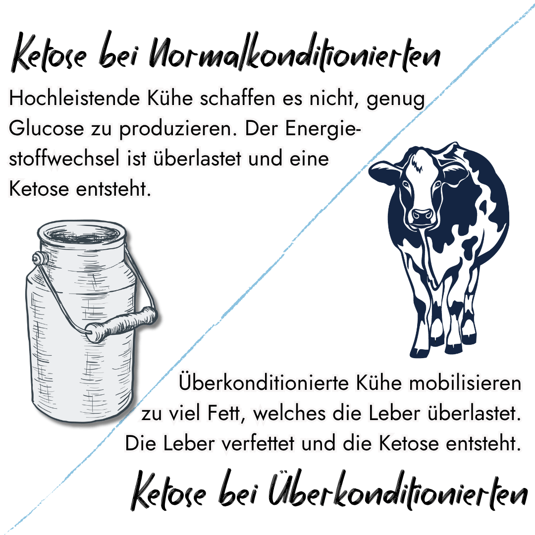 Infografik von PerformaNat zu den Ursachen von Ketose bei Kühen. Das zweigeteilte Schaubild zeigt links eine Milchkanne für Glucosemangel bei Hochleistungskühen und rechts eine Kuh für Fettmobilisation und Leberverfettung bei Überkonditionierung.