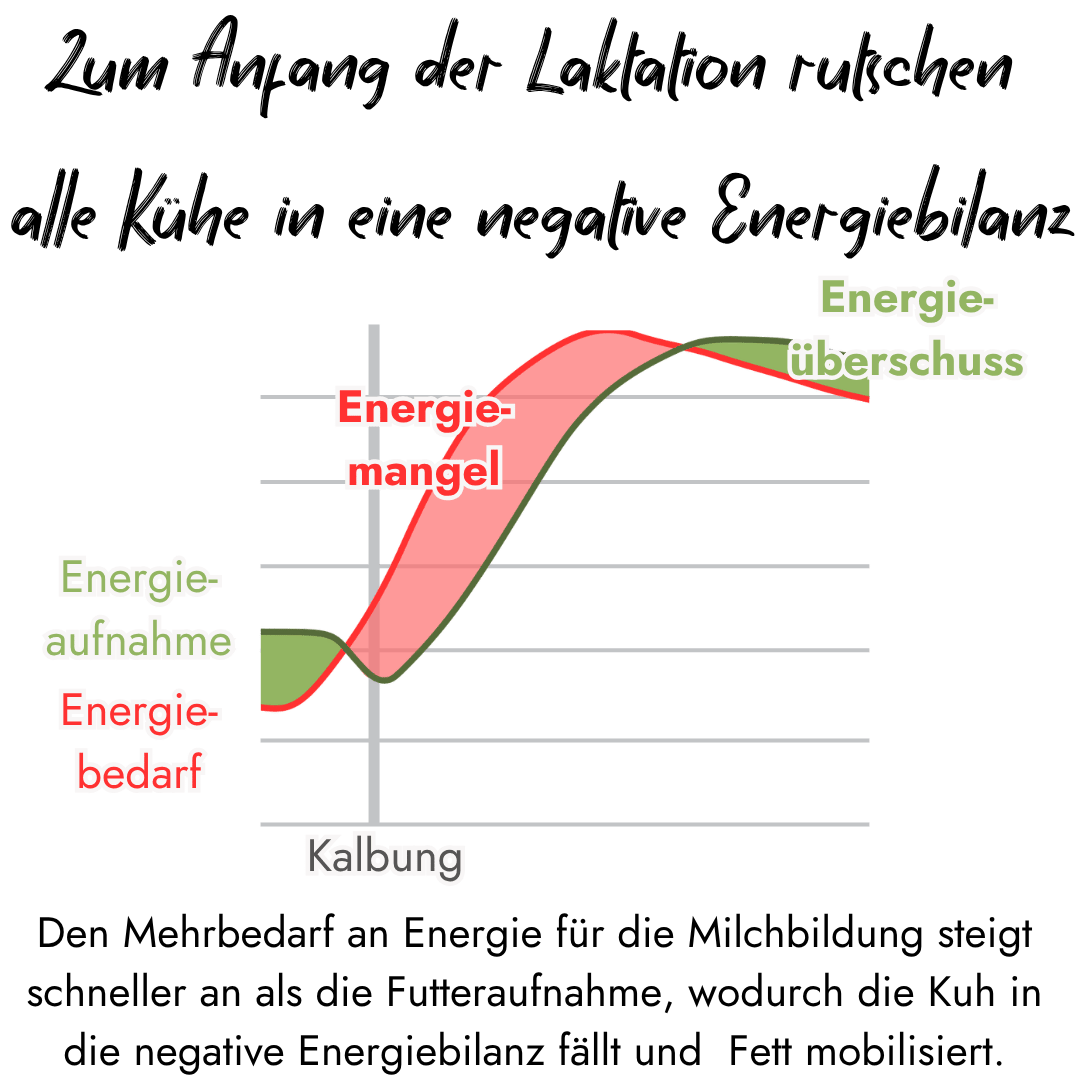 Infografik von PerformaNat zur negativen Energiebilanz bei der Kuh nach der Kalbung. Das Diagramm veranschaulicht das Defizit zwischen Energieaufnahme und dem sprunghaft ansteigenden Energiebedarf für die Milchbildung.