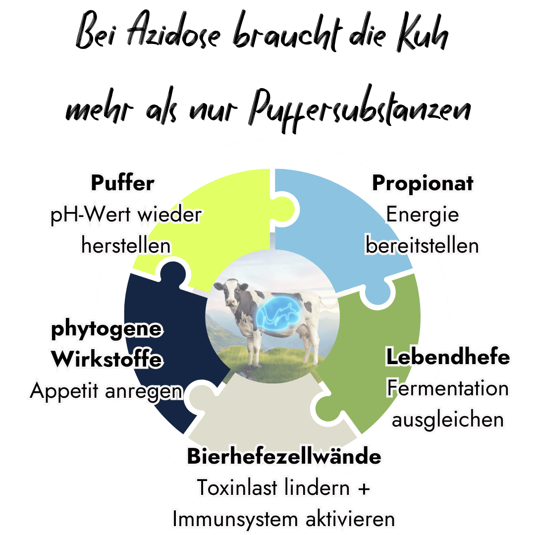 Infografik von PerformaNat zur Stärkung der Pansengesundheit bei der Kuh durch PansenFit. Ein kreisförmiges Puzzle zeigt fünf Ansätze: pH-Wert herstellen, Energie bereitstellen, Fermentation ausgleichen, Toxinlast lindern und Appetit anregen.