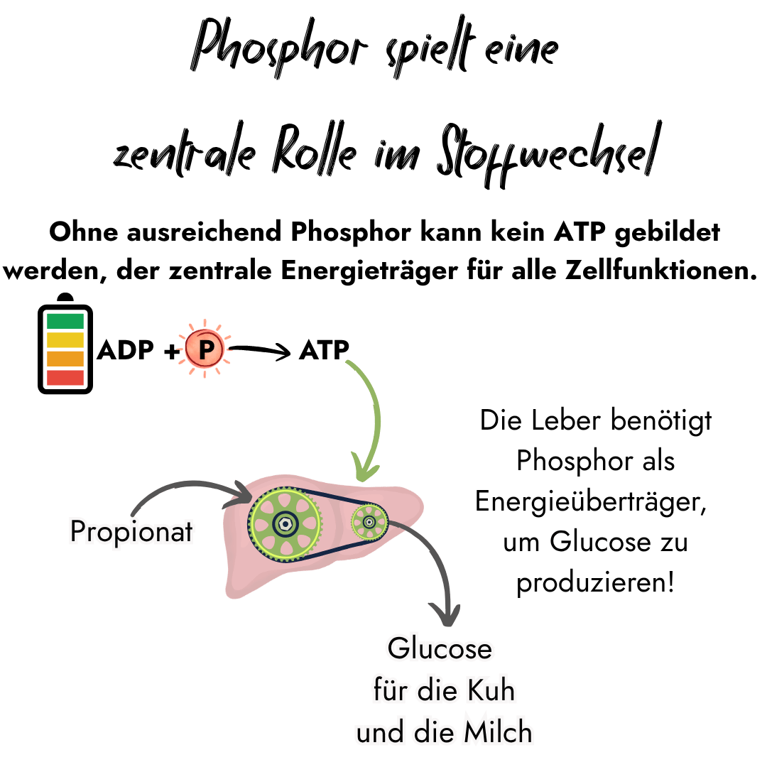 "Infografik von PerformaNat zur Rolle von Phosphor im Stoffwechsel: Ohne Phosphor entsteht kein ATP (Energieträger für Zellfunktionen). Gezeigt wird die Reaktion ADP + P zu ATP sowie die Leber, die diese Energie benötigt, um aus Propionat Glucose für die Kuh und die Milch zu gewinnen.