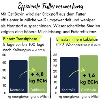 Infografik von PerformaNat zu CatiBovin mit zwei Diagrammen. Gezeigt wird die Steigerung der energiekorrigierten Milchleistung in der Transitphase um +4,8 kg ECM und der mittleren Laktation um +1,6 kg ECM im Vergleich zur Kontrollgruppe.