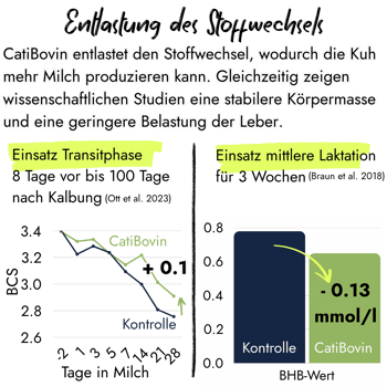 Infografik von PerformaNat zu CatiBovin. Grafiken zeigen eine stabilere Körperkondition in der Transitphase und einen um 0,13 mmol/l reduzierten BHB-Wert zur Entlastung von Stoffwechsel und Leber.