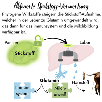 Infografik von PerformaNat zur Stickstoffaufnahme bei Kühen. Gezeigt wird die Umwandlung im Pansen und der Leber zu Glutamin für das Immunsystem und Milcheiweiß sowie die Reduzierung von Harnstoff-Verlusten.