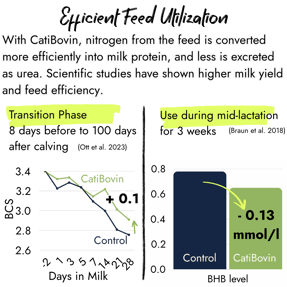 A study chart showing CatiBovin's effect on dairy cow metabolism, highlighting a 0.13 mmol/l reduction in blood BHB levels compared to the control group.