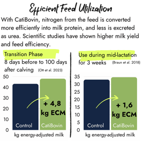 Bar plot comparing control vs. CatiBovin treatment, demonstrating an increase of +4.8 kg ECM in the transition phase and +1.6 kg ECM during mid-lactation.