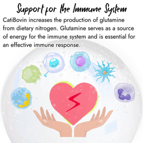 An illustration inside a protective glass bubble showing immune cells surrounding a glowing heart supported by hands, explaining CatiBovin's role in glutamine production for cattle immune defense.