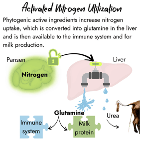 An educational graphic showing nitrogen uptake in the rumen released to the liver, turning on a faucet to support the cow's immune system and milk protein production.
