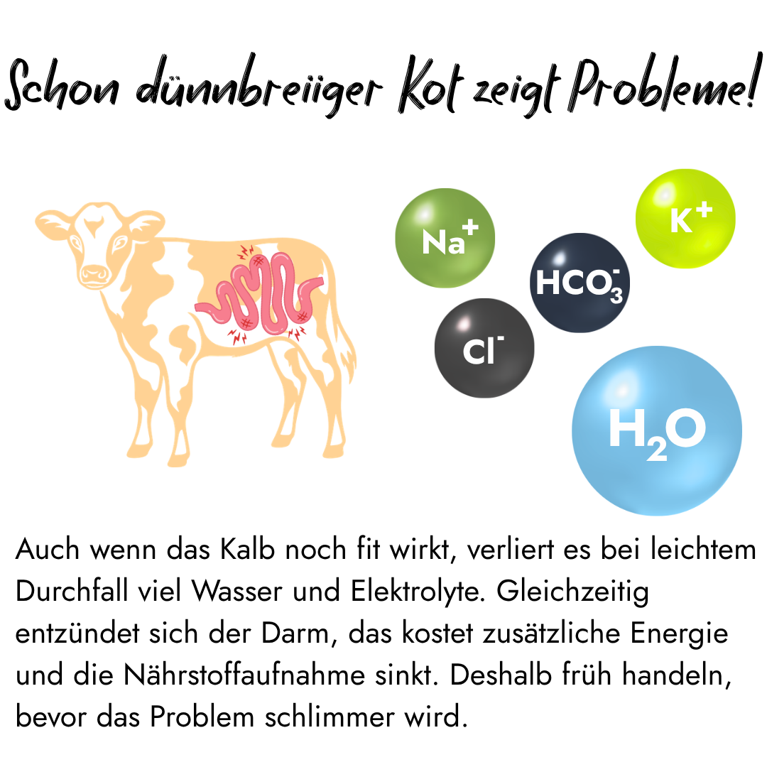 Illustration eines Kalbes mit hervorgehobenem, gereiztem Magen-Darm-Trakt neben Molekülsymbolen für Natrium, Kalium, Chlorid, Bicarbonat und Wasser zur Verdeutlichung von Nährstoff- und Flüssigkeitsverlusten.