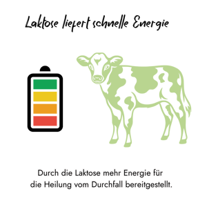 Infografik zeigt ein grünes Kalb neben einer voll geladenen Batterie. Über dem Bild steht 'Laktose liefert schnelle Energie' und darunter der Hinweis, dass Laktose die nötige Energie für die Heilung vom Kälberdurchfall bereitstellt.