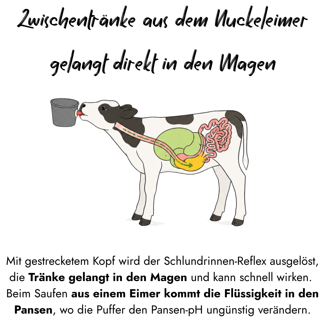 Anatomische Grafik zeigt ein Kalb beim Saugen an einem Nuckeleimer, wobei der Flüssigkeitsverlauf über den Schlundrinnenreflex direkt in den Labmagen geleitet wird.