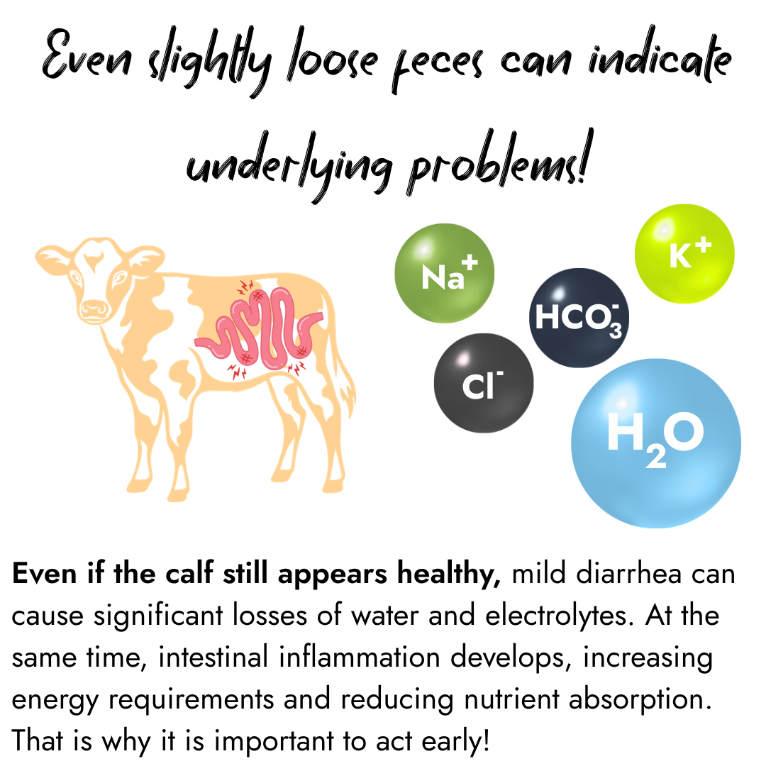 An infographic featuring a standing calf with an exposed view of the digestive tract alongside icons for water and key electrolytes including sodium, potassium, chloride and bicarbonate.