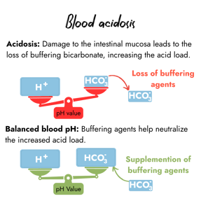 An educational scale graphic illustrating blood acidosis in calves due to bicarbonate loss, contrasted with a balanced pH scale showing how supplementation neutralizes the acid load.