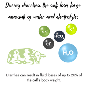 An infographic featuring a lying calf alongside icons for water and key electrolytes including sodium, potassium, chloride and bicarbonate to illustrate fluid loss from calf diarrhea.