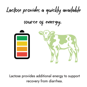 An graphic featuring a green calf illustration next to a fully charged battery symbol, explaining how lactose provides quick energy to support recovery from calf diarrhea.