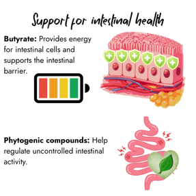 An infographic featuring a cross-section of protected intestinal epithelial cells with green shields, alongside an illustration of the digestive tract complemented by a plant leaf icon symbolizing phytogenic ingredients.