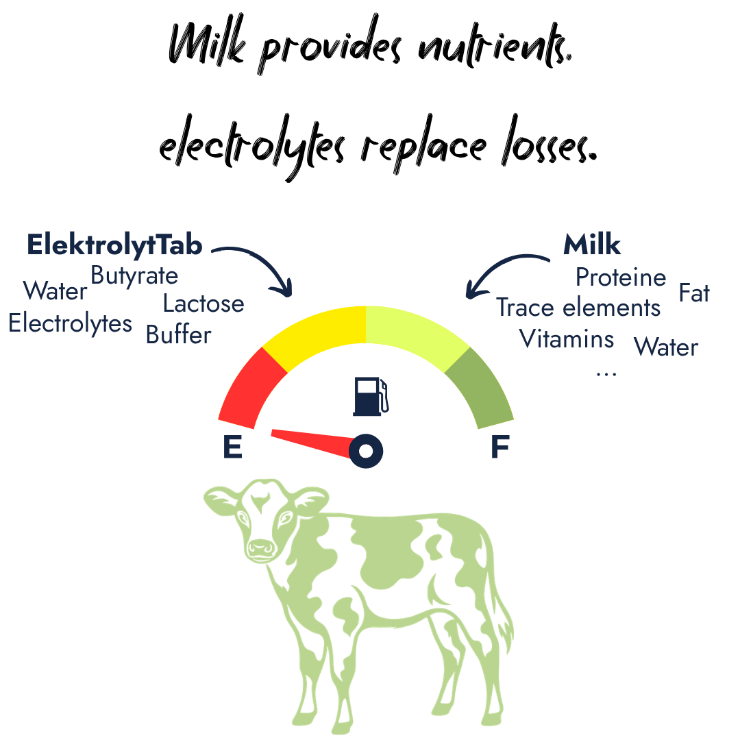 An infographic featuring a fuel gauge over a calf illustration, highlighting how milk provides proteins, fat and vitamins while Elektrolyt Tabs supply water, butyrate, lactose, buffers and electrolytes.