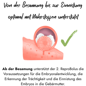 Illustration einer erfolgreichen Einnistung einer befruchteten Eizelle in der Gebärmutterschleimhaut einer Kuh, versehen mit einem grünen Häkchen als Symbol für optimale Fruchtbarkeit.