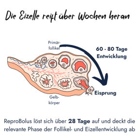 Schematische Darstellung eines Eierstocks zur Erläuterung der Follikelentwicklung und des Eisprungs beim Rind. Der Text erklärt, dass sich der ReproBolus über 28 Tage auflöst und so die entscheidende Phase der Eizellreifung unterstützt.